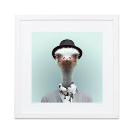 Ostrich Zoo Portraits print